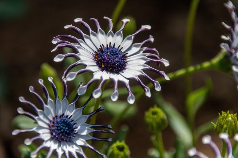 Celestial Stardust Flowers