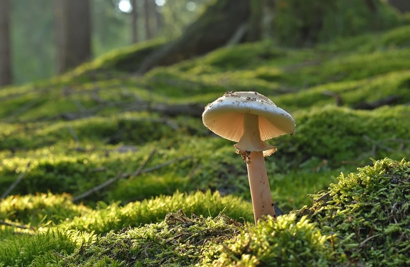 Enchanted Glowing Mushrooms