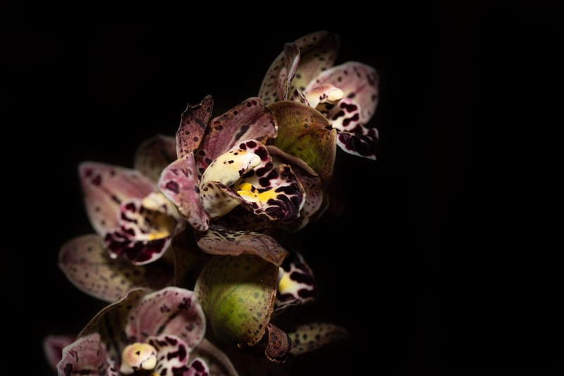 Dragon's Breath Orchids