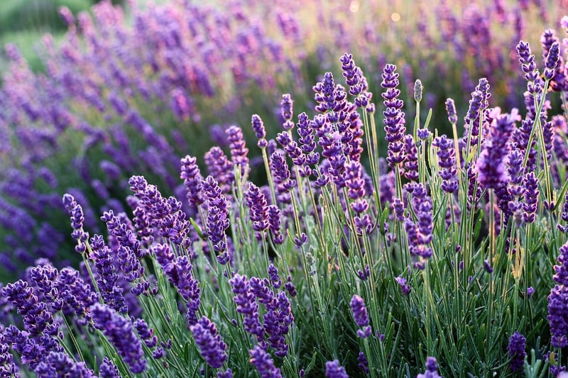 Patchouli